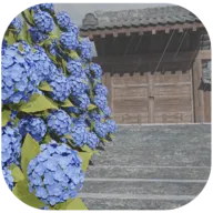 逃脱梅雨季